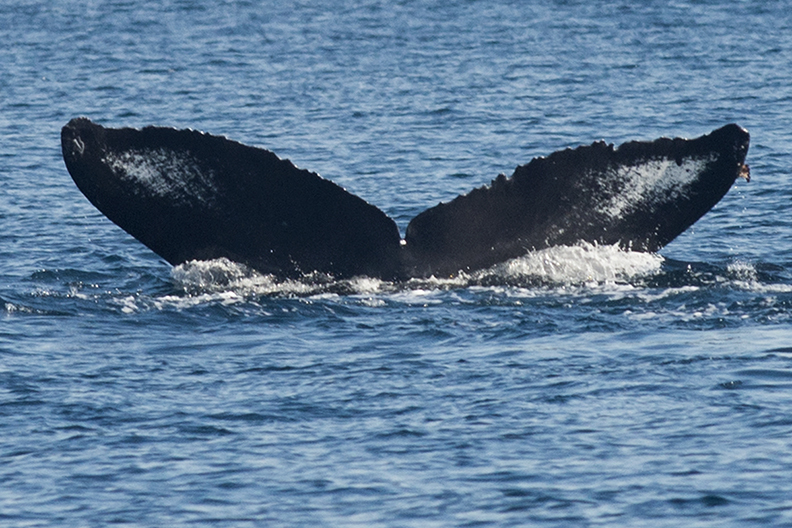 Fluke of Chompers (California)