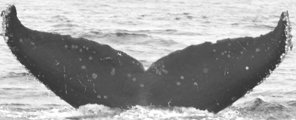 Fluke of CRC-15007