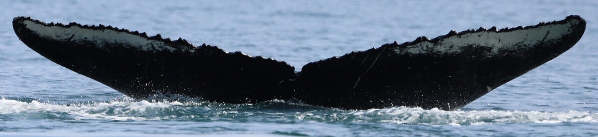 Fluke of floating pier (RCHP)