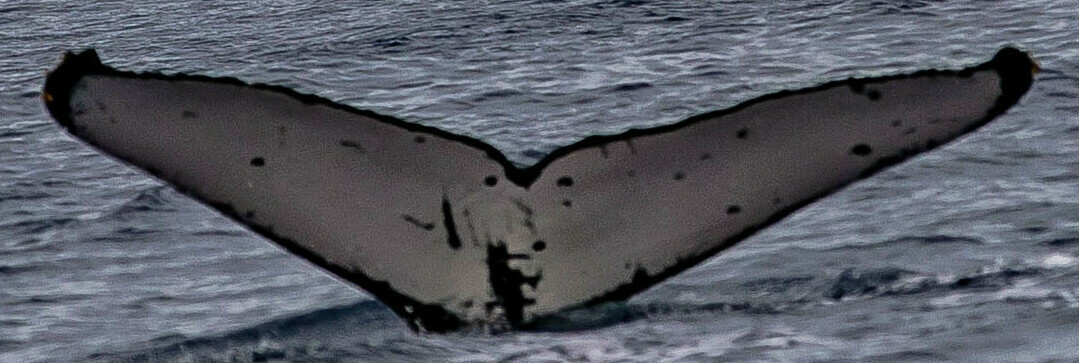 Fluke of HW-MN0444131
