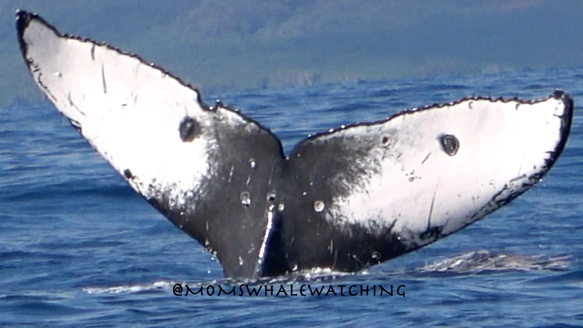 Fluke of HW-MN0444140