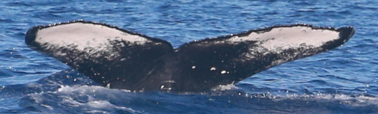 Fluke of Dash (BC)