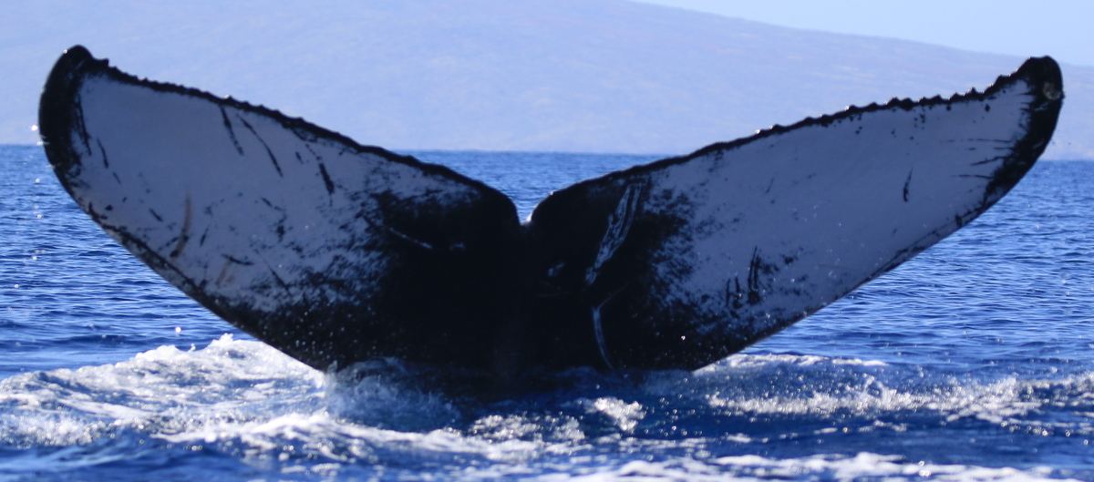 Fluke of HW-MN0444148