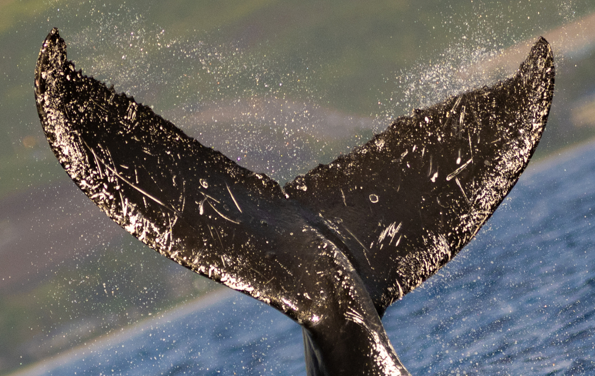 Fluke of HW-MN0444149