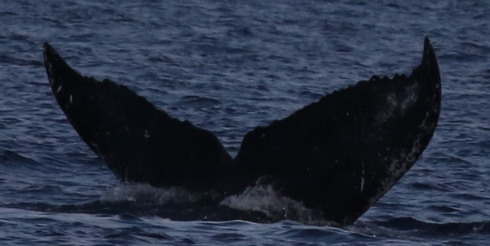 Fluke of HW-MN0444157