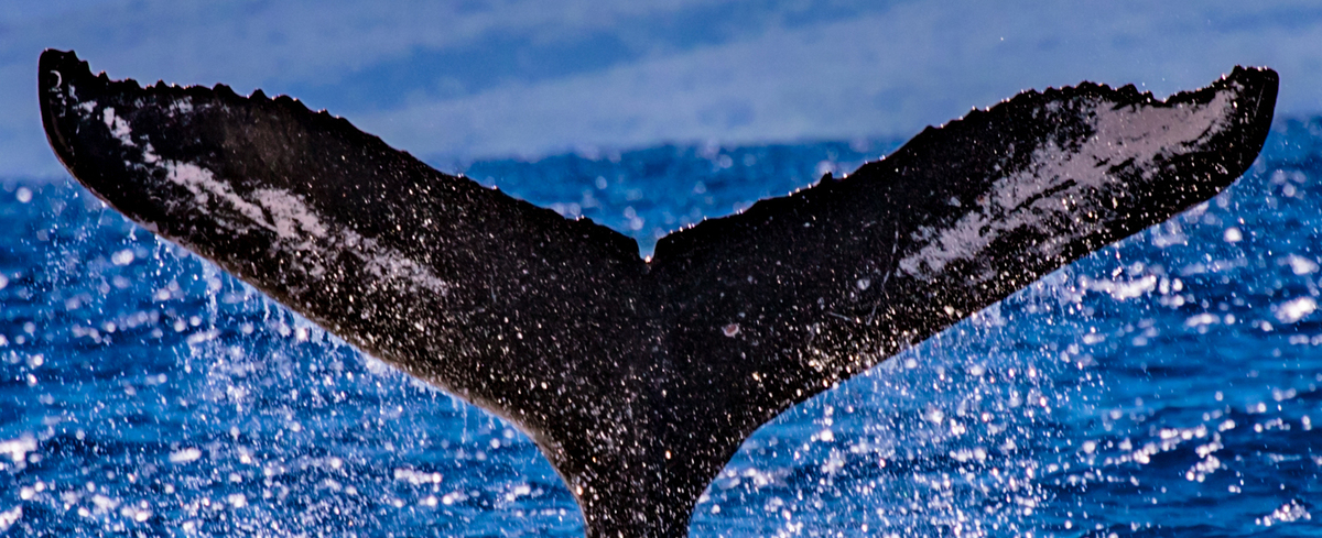 Fluke of HW-MN0444165