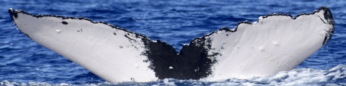 Fluke of HW-MN0444167