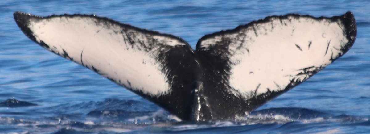 Fluke of HW-MN0444169