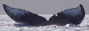 Fluke of андеграунд  (RCHP)