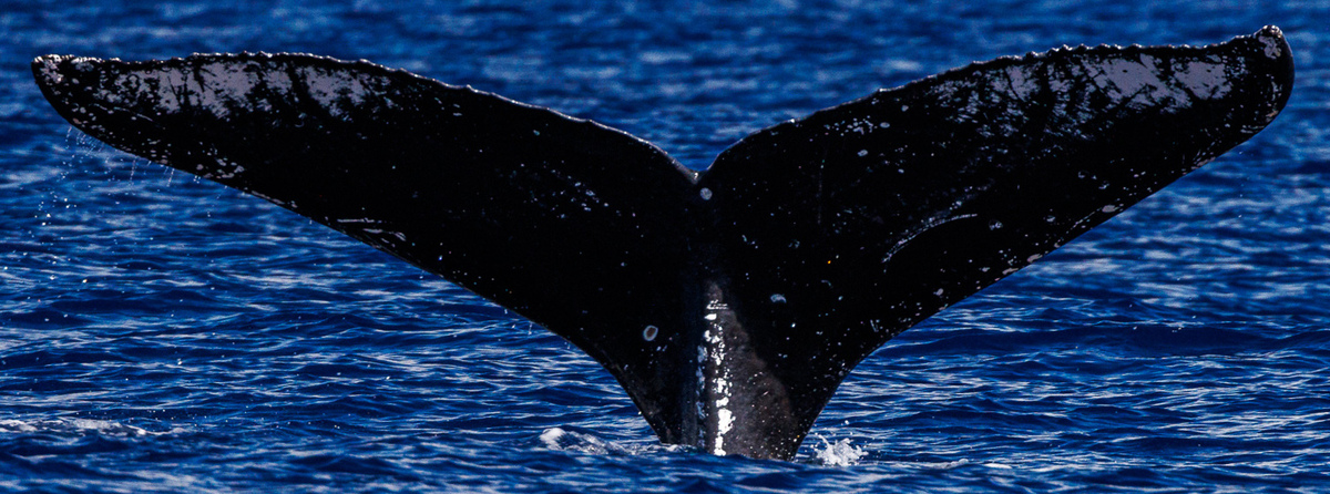 Fluke of HW-MN0444181