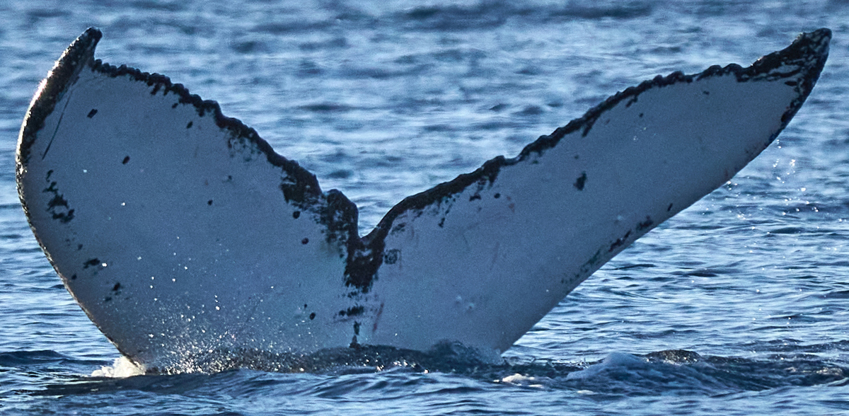 Fluke of HW-MN0444184