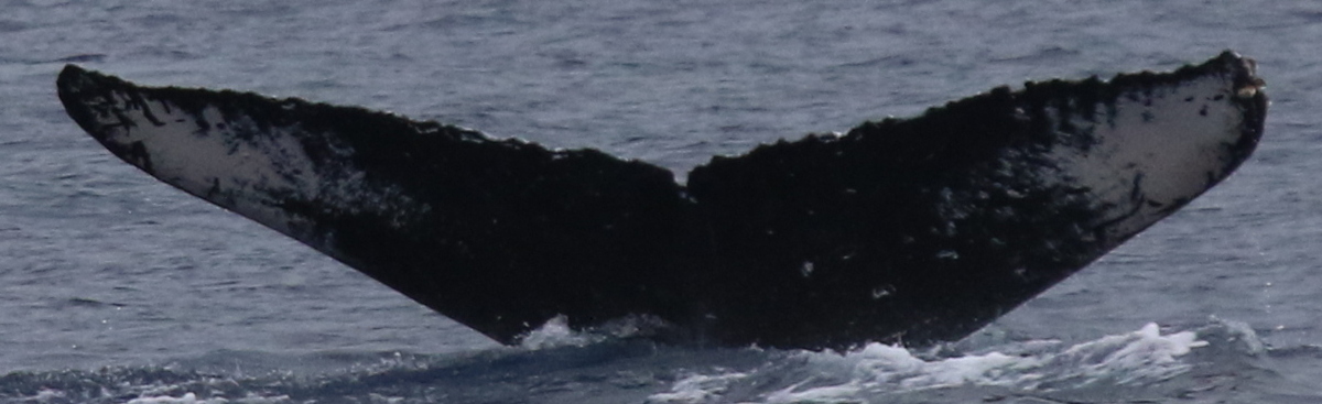 Fluke of HW-MN0444204