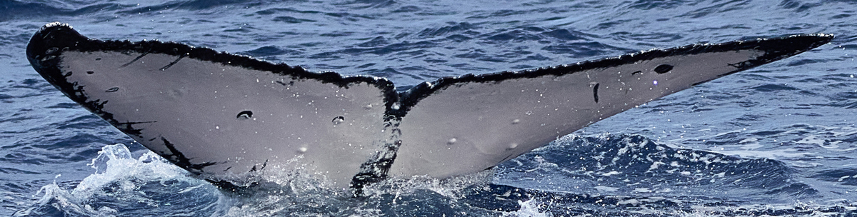 Fluke of HW-MN0444205