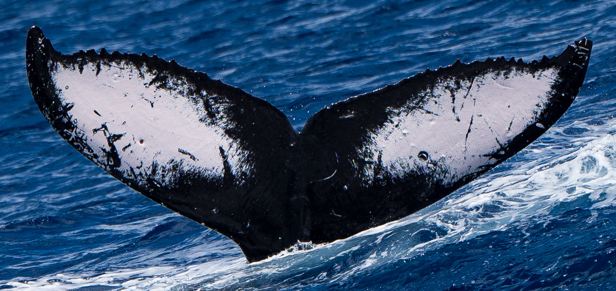 Fluke of HW-MN0444212