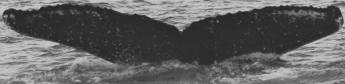 Fluke of HW-MN0444217