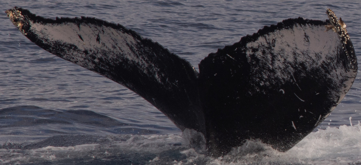 Fluke of HW-MN0444221
