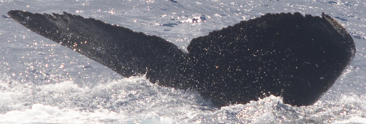 Fluke of HW-MN0444229