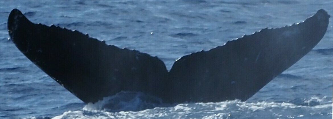 Fluke of HW-MN0444232
