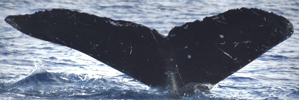 Fluke of HW-MN0444238