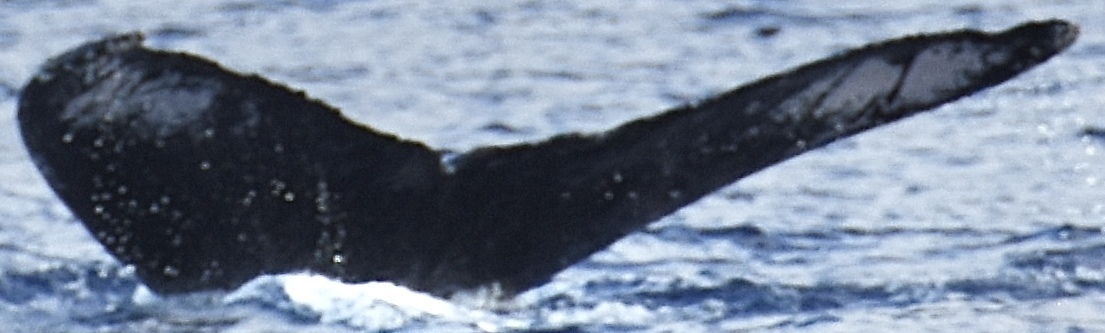 Fluke of SEAK-5516