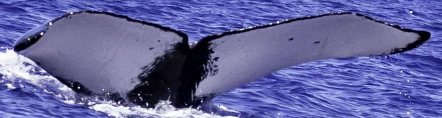 Fluke of HW-MN0444243