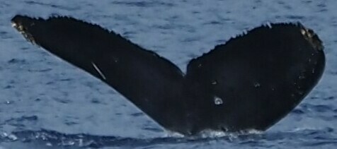 Fluke of HW-MN0444249