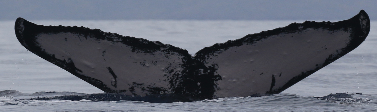 Fluke of HW-MN0444251
