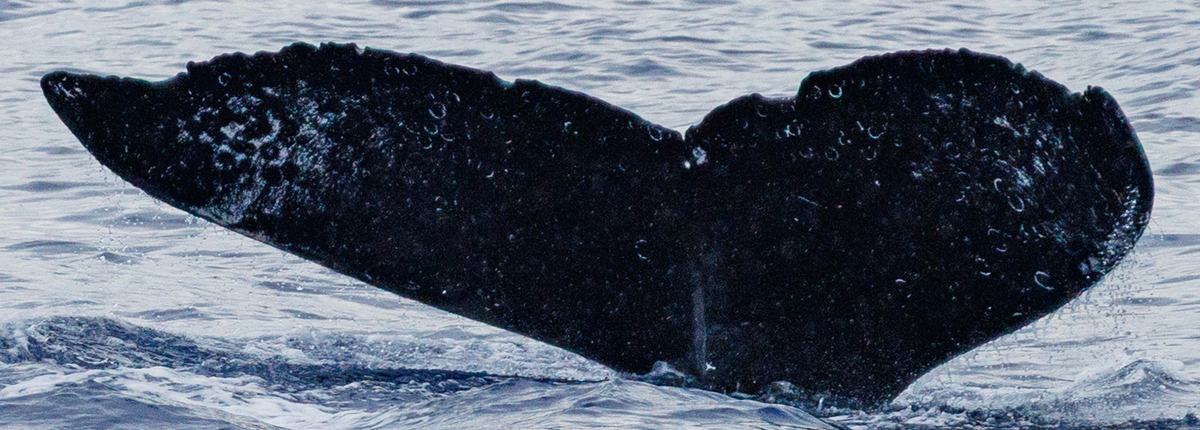 Fluke of HW-MN0444255