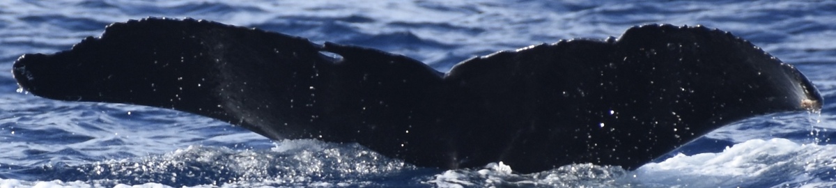 Fluke of HW-MN0444267