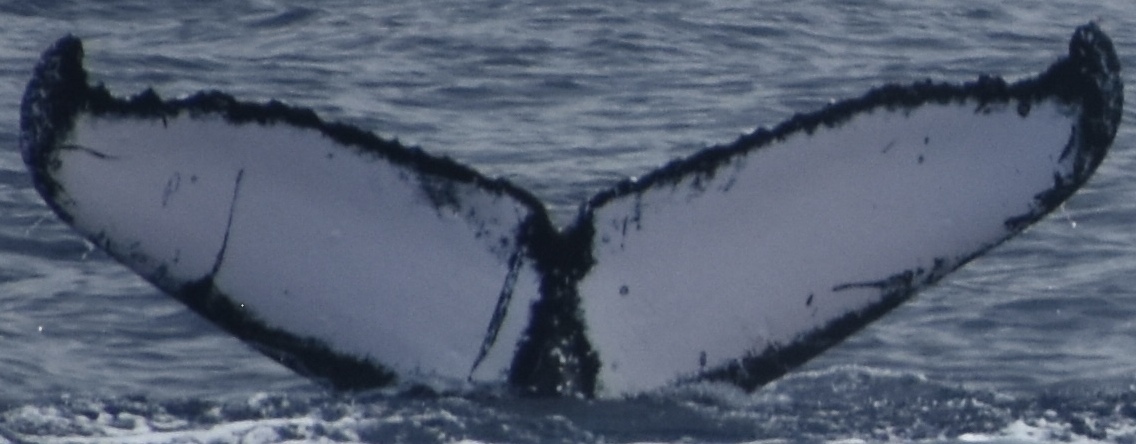 Fluke of HW-MN0444272