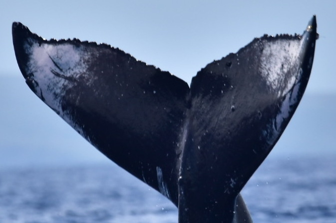 Fluke of HW-MN0444274