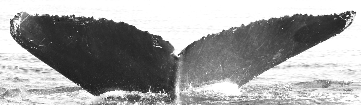Fluke of CRC-10088