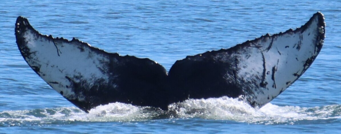 Fluke of Thunderbolt (Salish Sea)