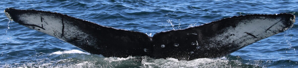 Fluke of Specter (Salish Sea)