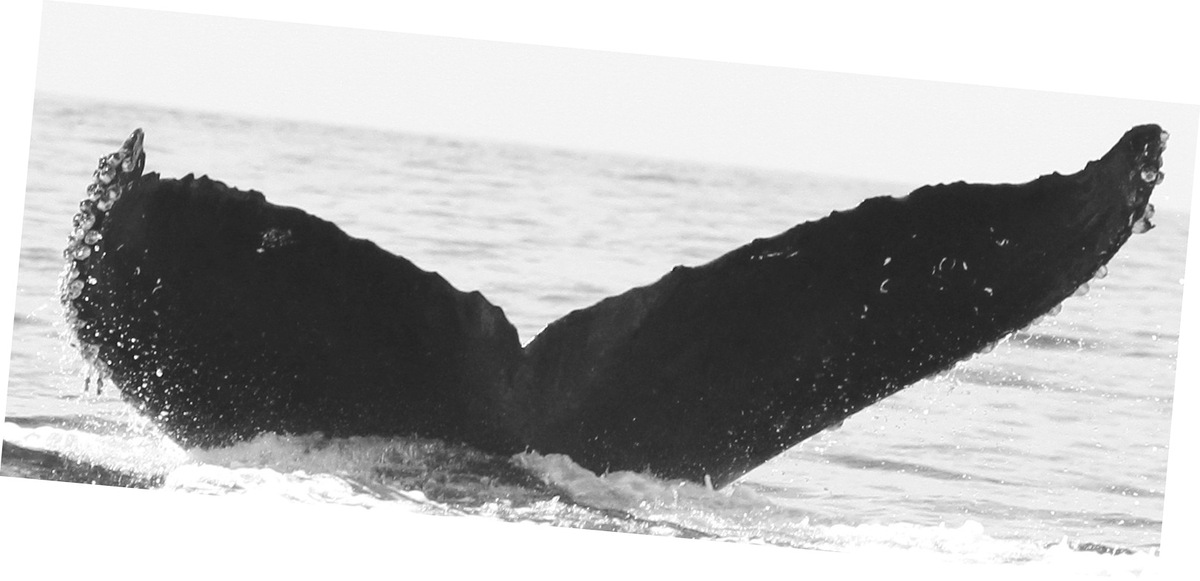 Fluke of CRC-10580