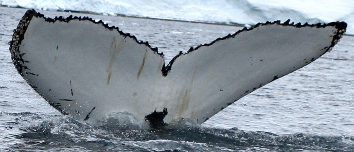 Fluke of BTBEL-Mn22_055A_AMD