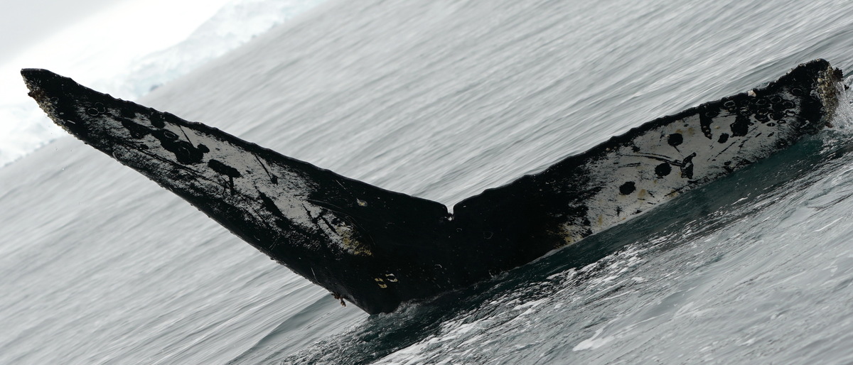 Fluke of BTBEL-Mn21_352C_CEN