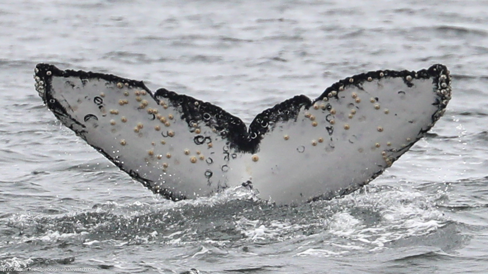 Fluke of CRC-22460