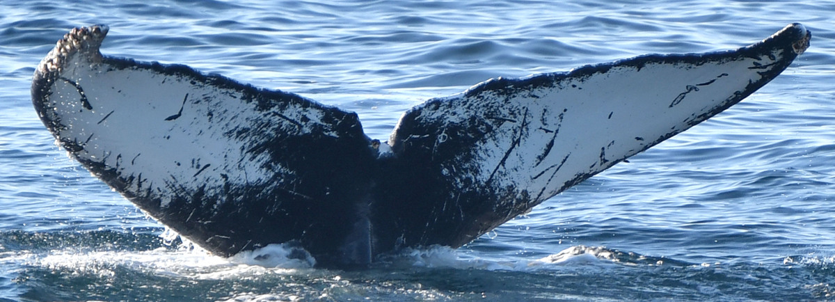 Fluke of Admiral Balaen (Guerrero)