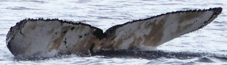 Fluke of HW-MN1304756