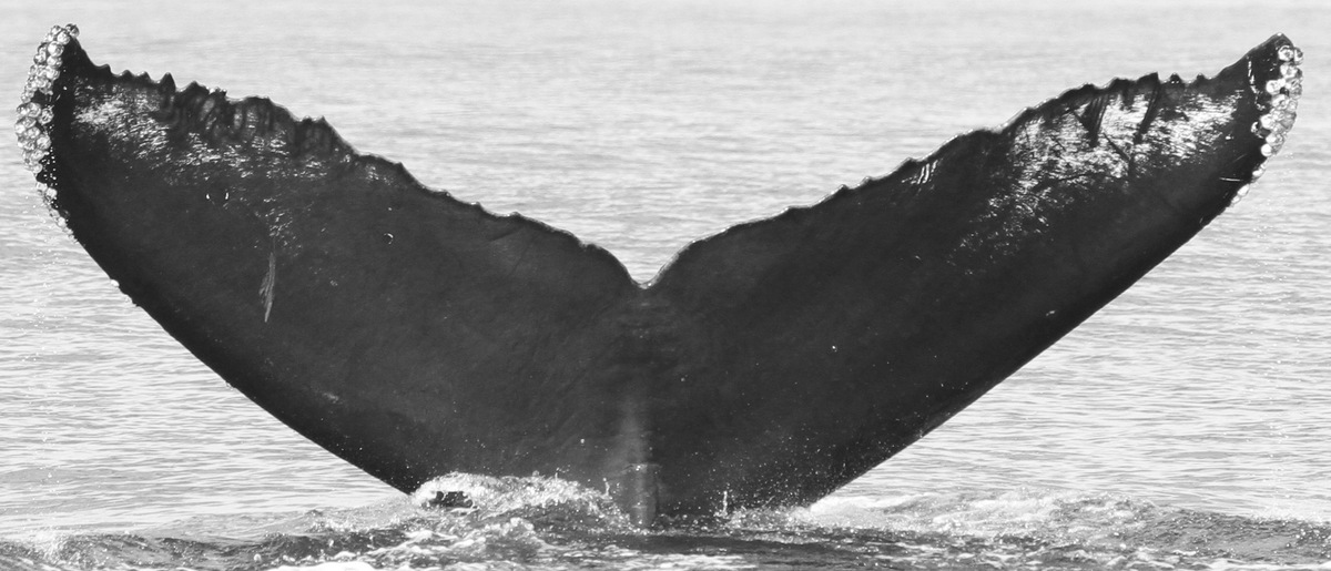 Fluke of CRC-11603