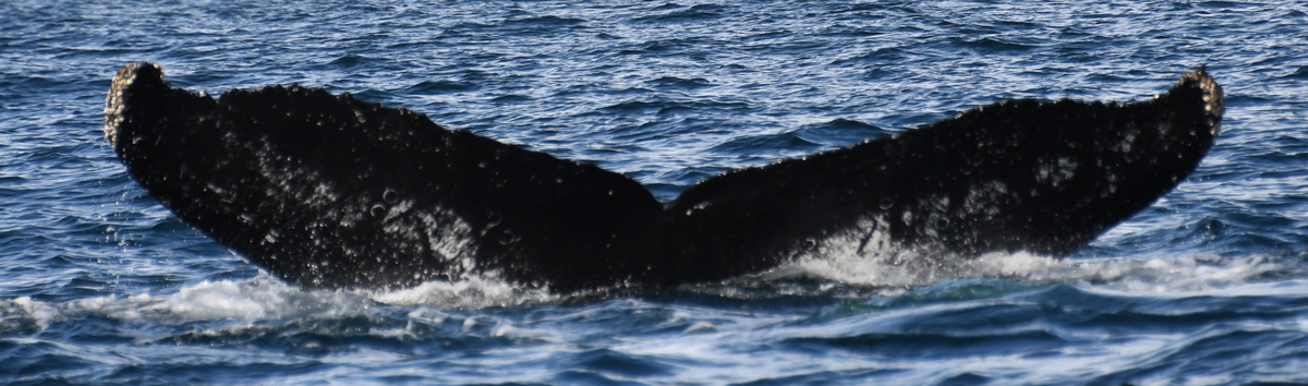 Fluke of HW-MN1304772