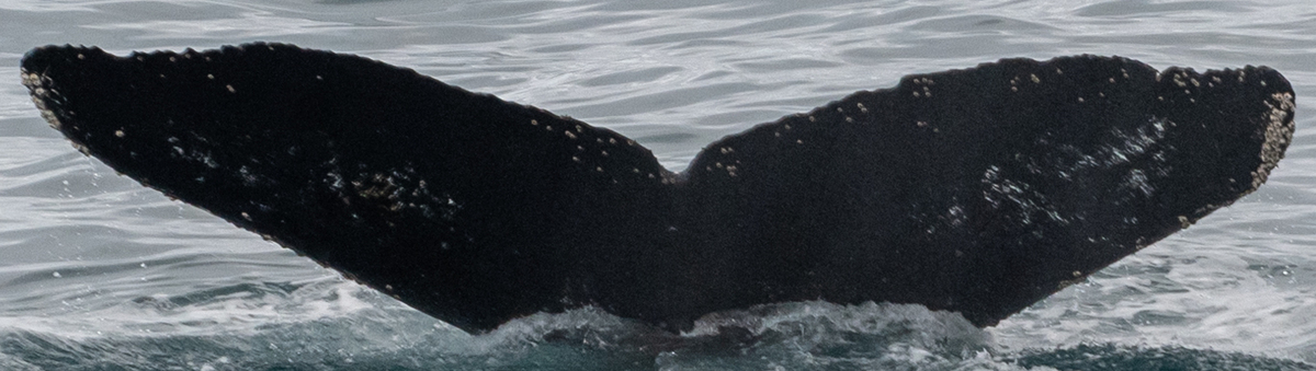 Fluke of HW-MN1304774