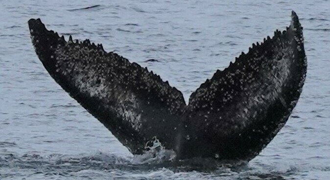 Fluke of HW-MN1304805