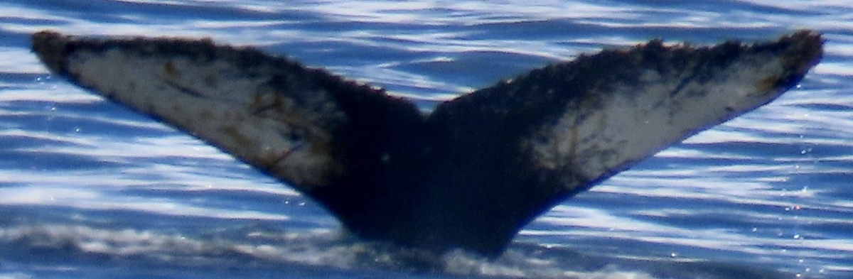 Fluke of HW-MN1304814