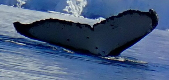 Fluke of Magnífico (Antarctica)