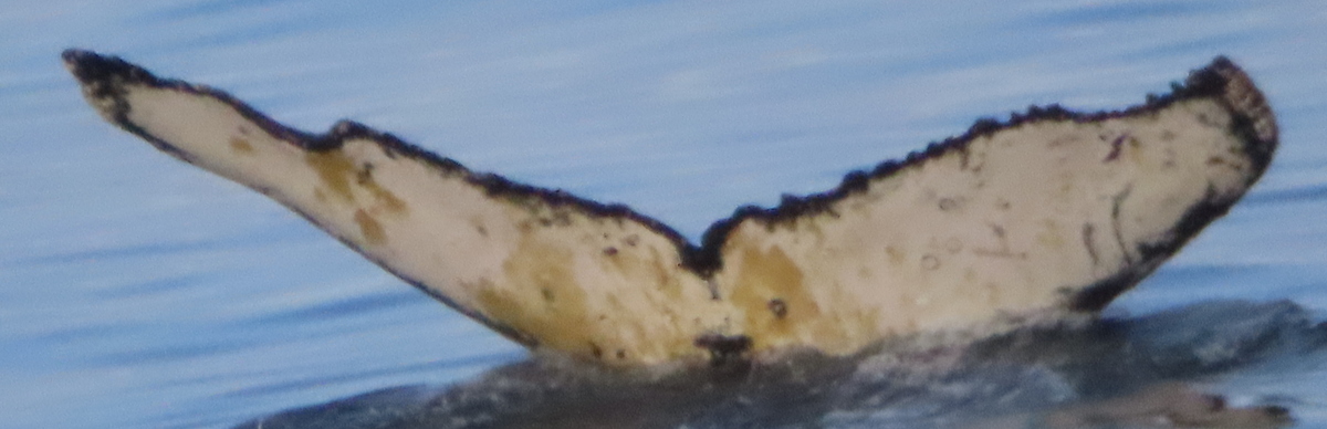 Fluke of Felicia (Antarctica)