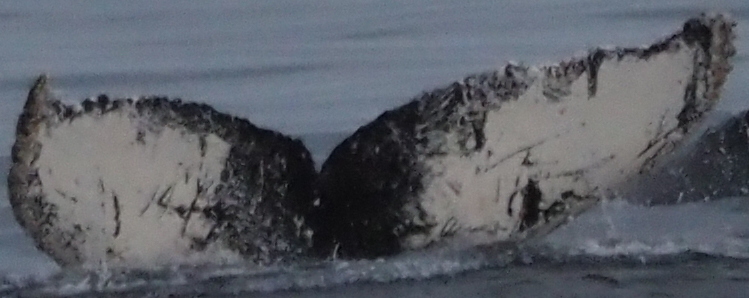 Fluke of HW-MN1304832