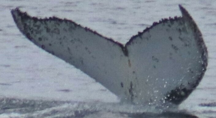 Fluke of Marjolein (Antarctica)