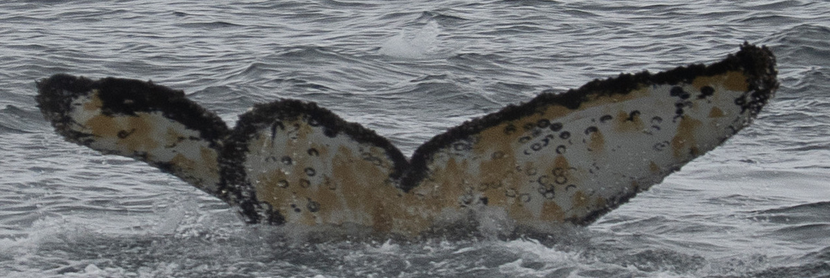 Fluke of HW-MN1304872